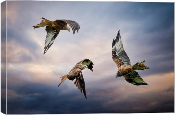 Three Red Kites in flight Canvas Print by Leighton Collins
