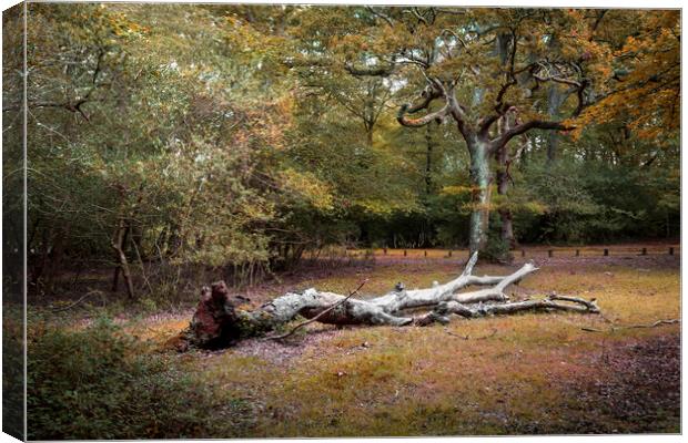 A fallen tree in the New Forest Canvas Print by Leighton Collins