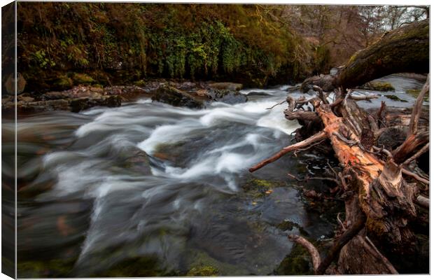 The fallen trees in the Tawe river Canvas Print by Leighton Collins