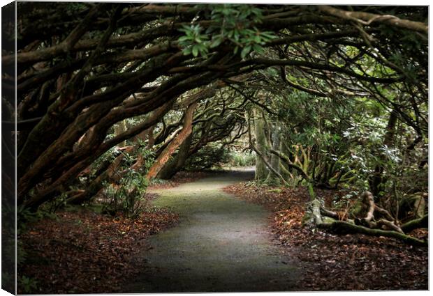 Arched walkway through the Rhododendron trees Canvas Print by Leighton Collins
