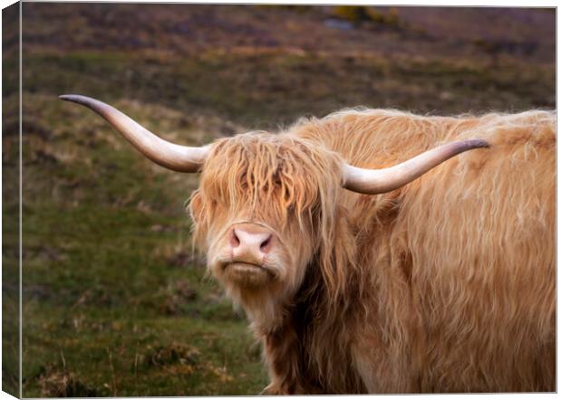 A Highland cow Canvas Print by Leighton Collins