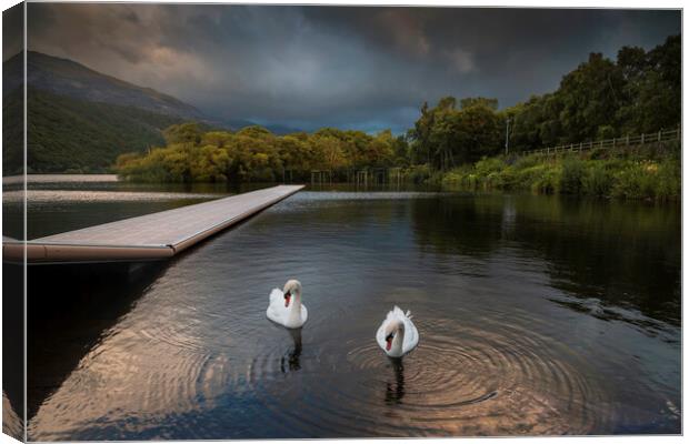 Swans on LLyn Padarn Canvas Print by Leighton Collins