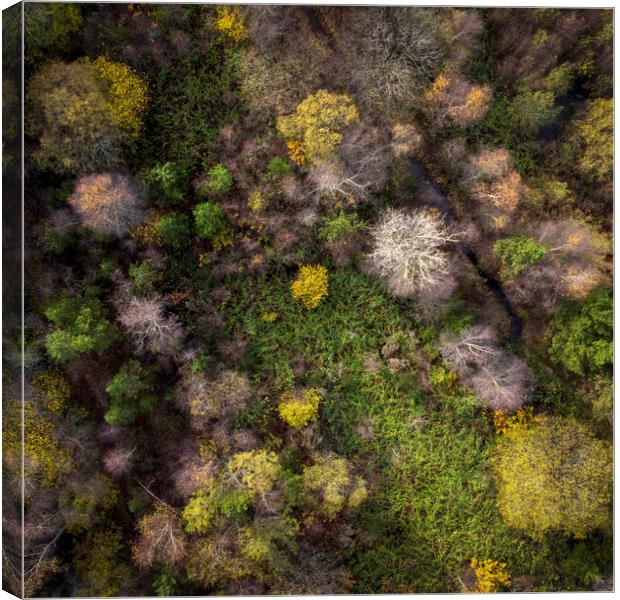 Drone view of a forest Canvas Print by Leighton Collins