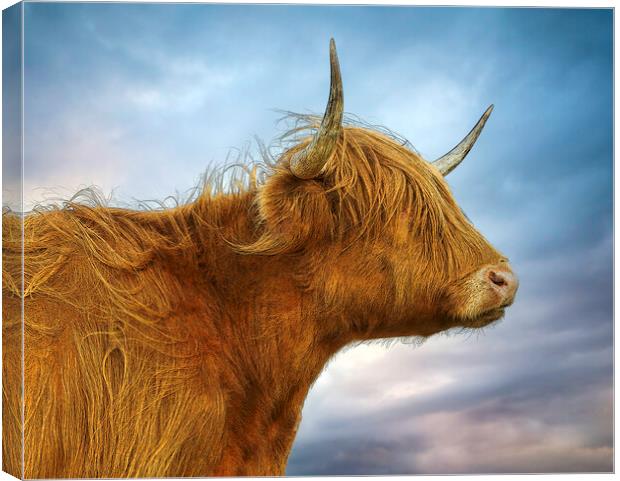 The Highland Cow in profile Canvas Print by Leighton Collins