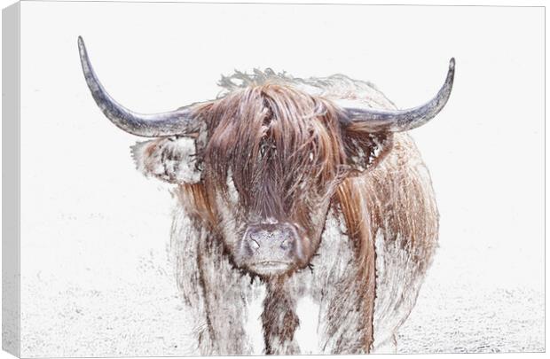The Highland Cow in Winter Canvas Print by Leighton Collins