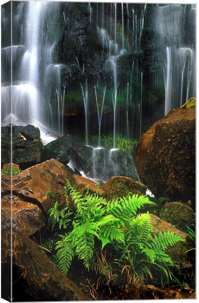 Waterfall and ferns Canvas Print by Leighton Collins