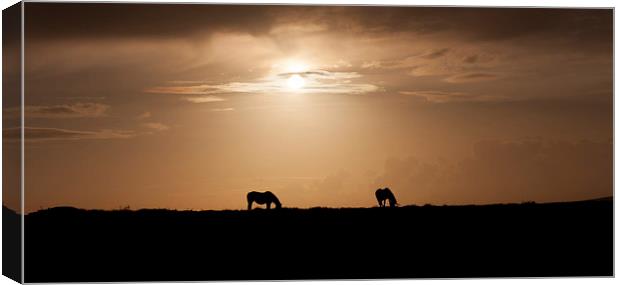 Wild ponies of Gower Canvas Print by Leighton Collins