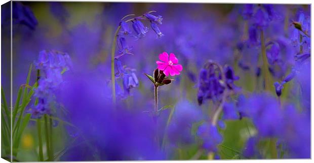Bluebells and pink flower Canvas Print by Leighton Collins