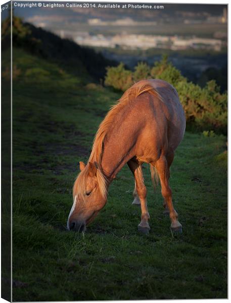 Horse at sunset Canvas Print by Leighton Collins