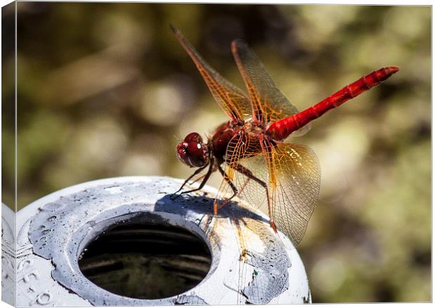 Cardinal Meadowhawk Dragonfly Canvas Print by Leighton Collins