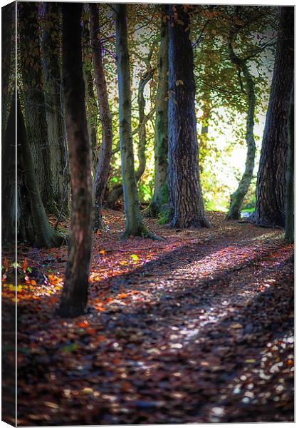  Autumn in Penllergaer woods Canvas Print by Leighton Collins