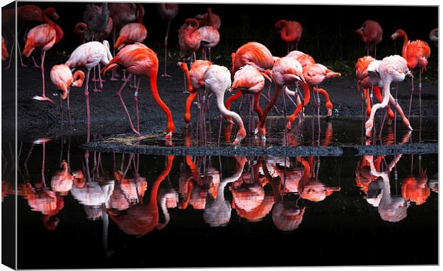 Flamingos Canvas Print by Leighton Collins