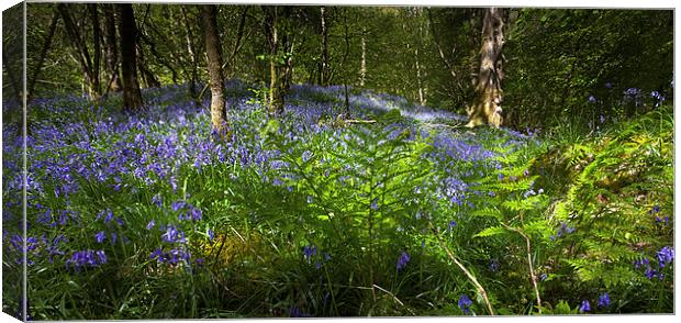  Bluebell woods Canvas Print by Leighton Collins