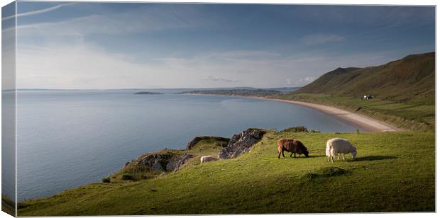  Sheep at Rhossili bay Canvas Print by Leighton Collins