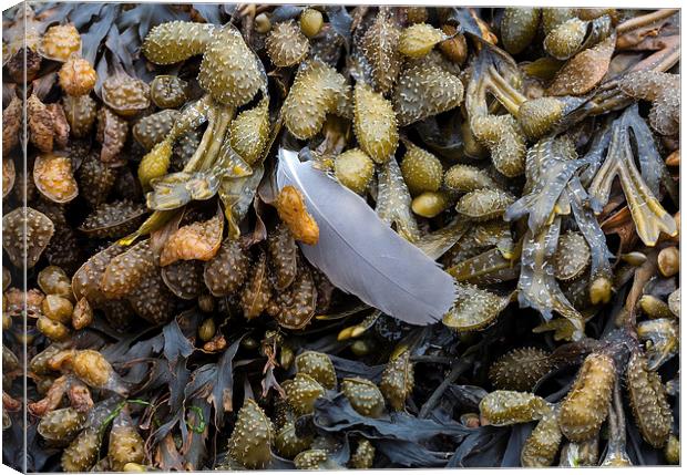  Bladderwrack and a gull's feather Canvas Print by Leighton Collins