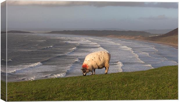  A sheep at Rhossili Canvas Print by Leighton Collins