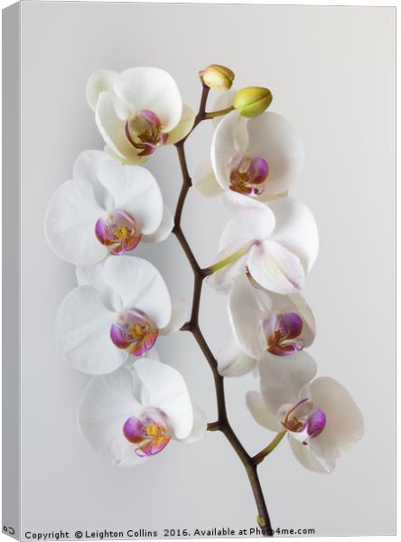White Orchid Canvas Print by Leighton Collins