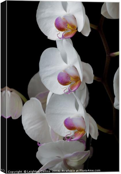 White Orchids Canvas Print by Leighton Collins
