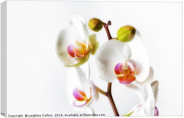Orchids Canvas Print by Leighton Collins
