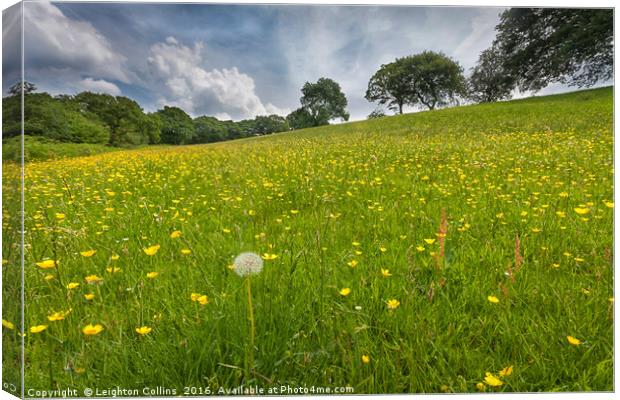 Buttercup field Canvas Print by Leighton Collins