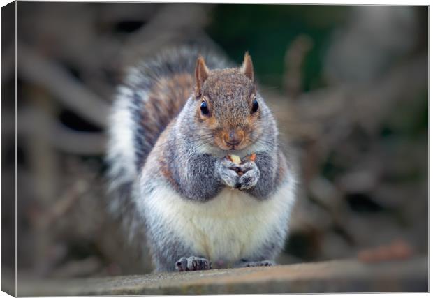 Eastern tree squirrel eating peanuts Canvas Print by Leighton Collins