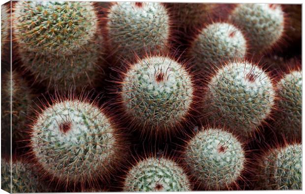 Silken pincushion cactus Canvas Print by Leighton Collins