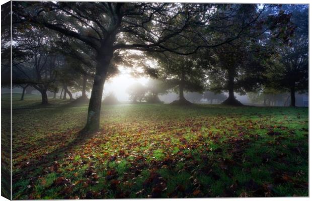 Misty morning at Ravenhill Park Canvas Print by Leighton Collins