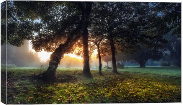 Sunrise at Ravenhill Park Canvas Print by Leighton Collins