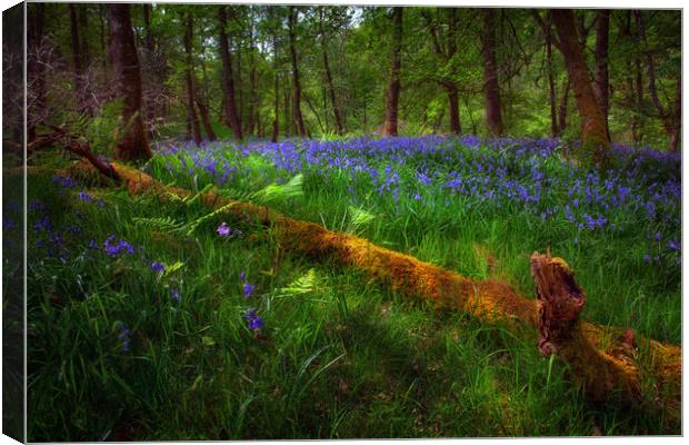 Bluebells and a fallen tree Canvas Print by Leighton Collins