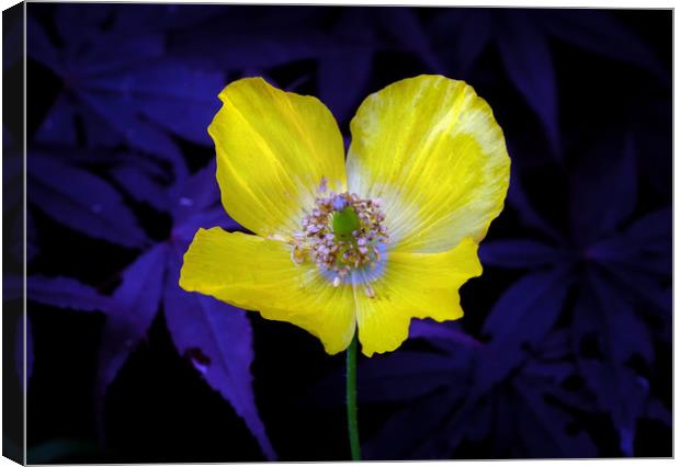 Yellow Welsh poppy Canvas Print by Leighton Collins
