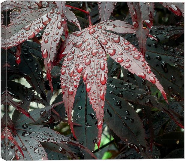 Water on a Crimson Acer leaf Canvas Print by Leighton Collins