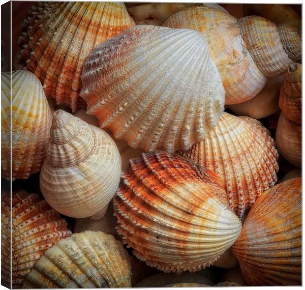 A collection of sea shells Canvas Print by Leighton Collins