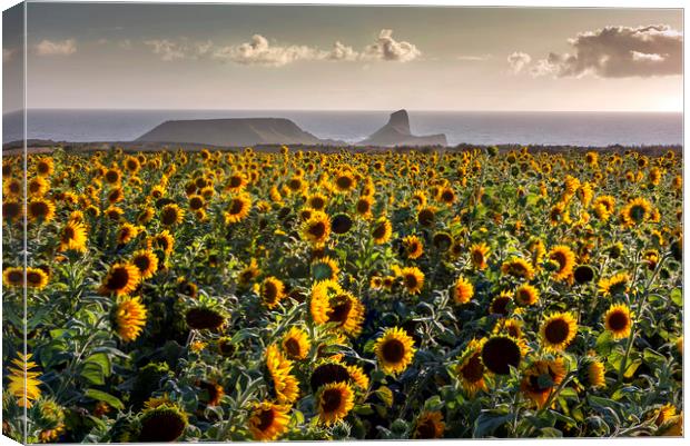 Sunflowers at Worms Head Canvas Print by Leighton Collins