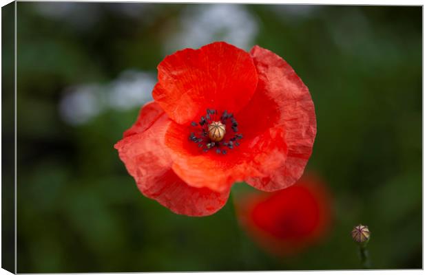 The Red Poppy  Canvas Print by Leighton Collins