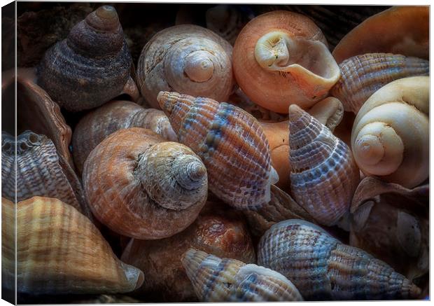 Netted dog whelks Canvas Print by Leighton Collins