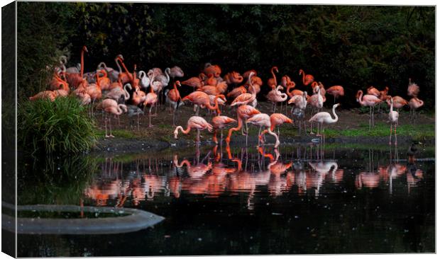 Flamingo reflections Canvas Print by Leighton Collins