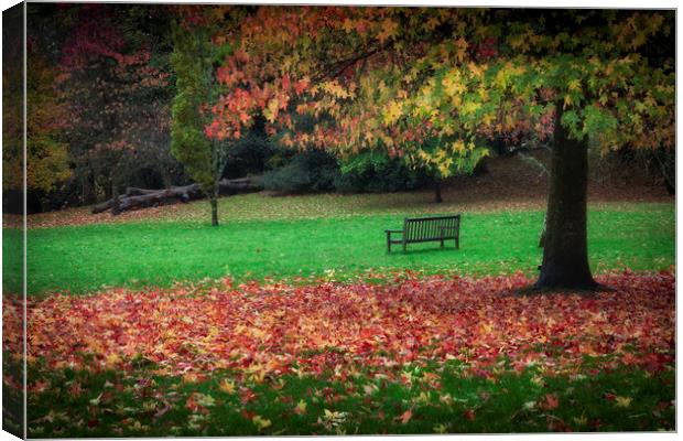 An Autumn bench at Clyne Gardens Canvas Print by Leighton Collins