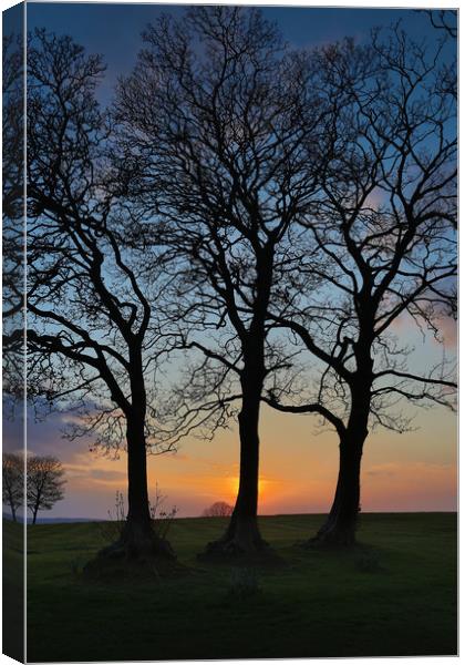 Three trees in silhouette Canvas Print by Leighton Collins