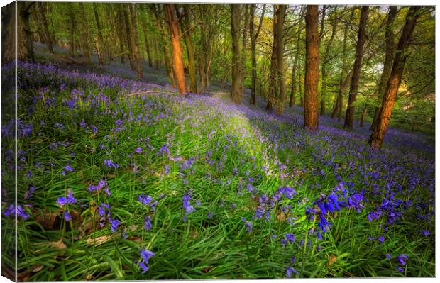 Bluebells in Ten Acre Wood Canvas Print by Leighton Collins