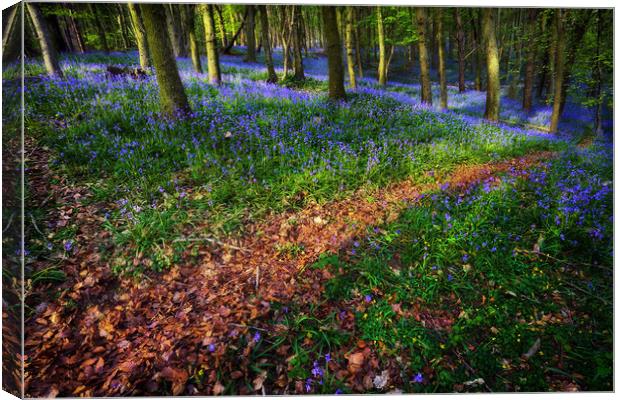 Bluebell Wood in Margam Canvas Print by Leighton Collins