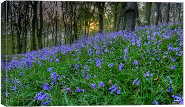 Sunset at Bluebell Wood in Margam Canvas Print by Leighton Collins