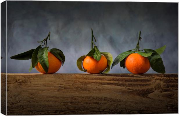 Three satsumas with leaves Canvas Print by Leighton Collins