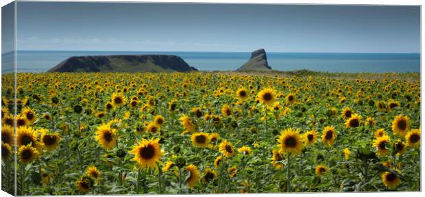 A field of Sunflowers Canvas Print by Leighton Collins