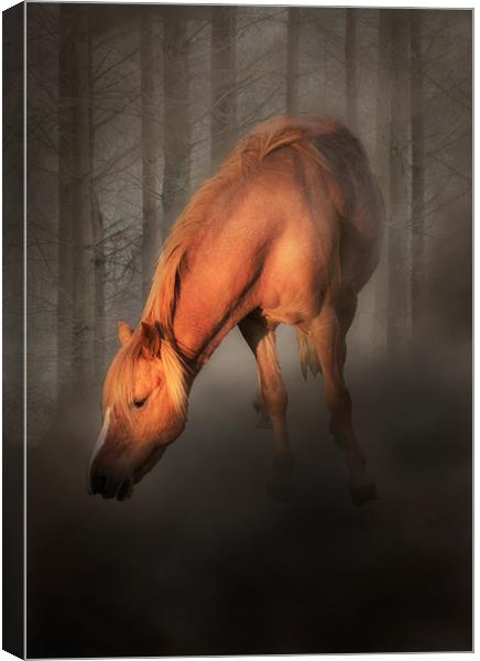 Horse in the mist Canvas Print by Leighton Collins