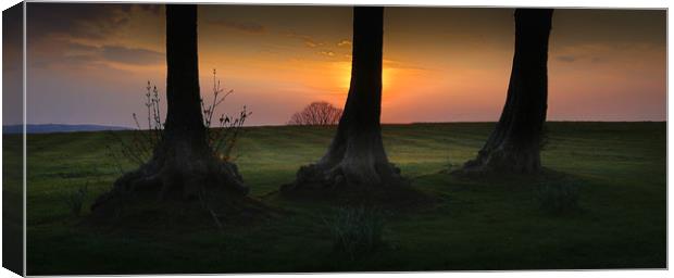 Tree trunks at Ravenhill park Canvas Print by Leighton Collins