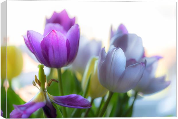 Purple tulips Canvas Print by Leighton Collins