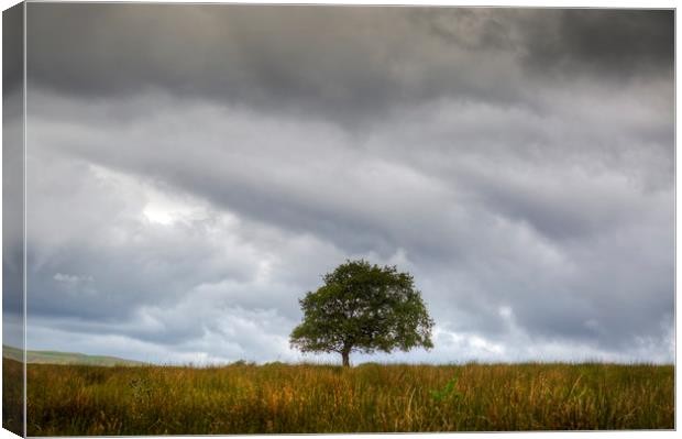 A tree and an approaching storm Canvas Print by Leighton Collins