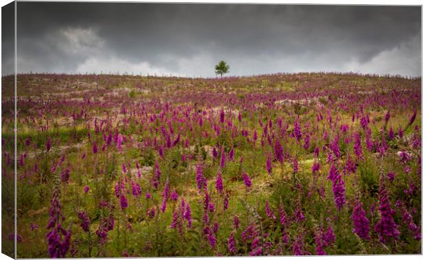 A field of Foxgloves on the Brecon Beacons Canvas Print by Leighton Collins