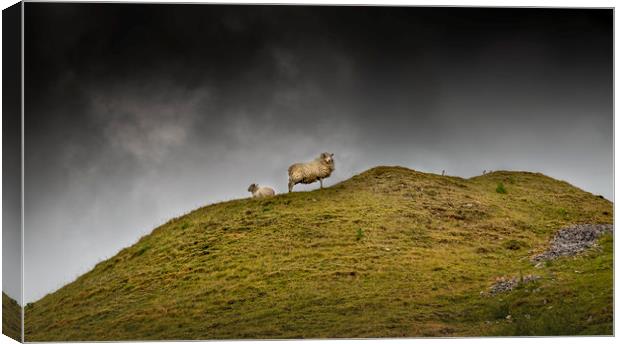 Sheep on a hill top Canvas Print by Leighton Collins
