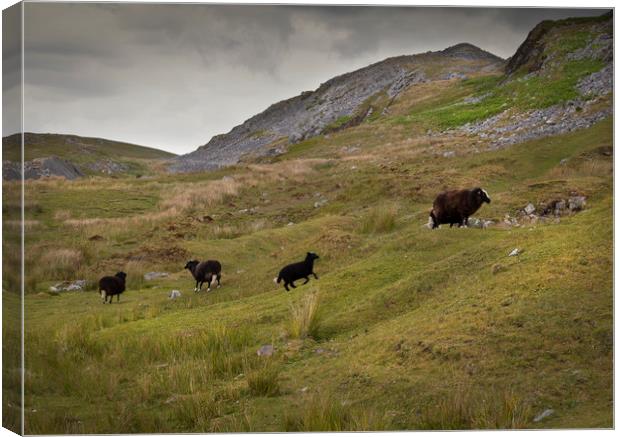 Cribbarth mountain in South Wales UK Canvas Print by Leighton Collins